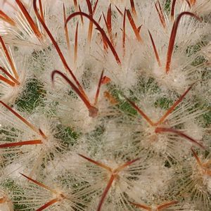 ボンビシナ,シャイアン,豊明丸,E.ファイヤーピラー,マミラリア 豊明丸 (ボンビシナ)の画像