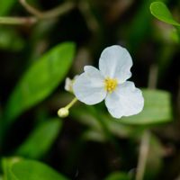 オモダカ,マクロ,ミラーレス一眼,散歩道の花の画像