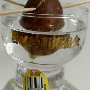 アボカド,実生,日当たり良好,メネデール,スーパー産の画像