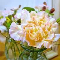 カーネーション,ミニブーケ,花のある暮らし,季節のお花,その他部屋の画像