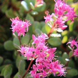 ミセバヤ,多肉植物,ピンクの花,多肉地植え,庭の画像