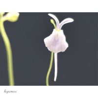 ウサギゴケ,ウサギゴケ,ウトリクラリア・サンダーソニー,ウトリクラリア・サンダーソニー,Utricularia sandersoniiの画像