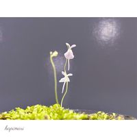 ウサギゴケ,ウサギゴケ,ウトリクラリア・サンダーソニー,ウトリクラリア・サンダーソニー,Utricularia sandersoniiの画像