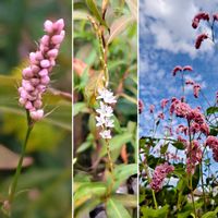 イヌタデ,シロバナサクラタデ,オオケタデ,花散歩,今日のお花の画像