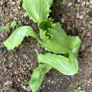 レタス,ブロッコリー,花が好き,無農薬❤家庭菜園,野菜が好きの画像