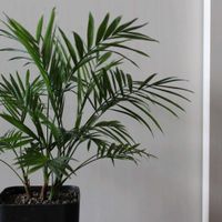 テーブルヤシ,観葉植物,リビング・ダイニングの画像