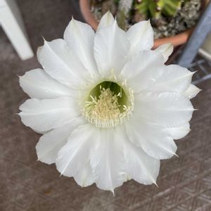 サボテンの花,happy♡,お花が咲いた！,ベランダの画像