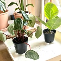 フィカス・アルテシマ,スイカぺぺ,観葉植物,初心者の画像