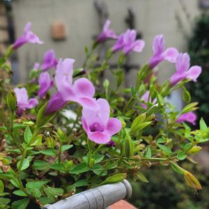 かわいいな♡,お花好き,すてき…♡,自己流ガーデニング,お花のある暮らし✩︎⡱の画像