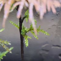 コウヤノマンネングサ,フジノマンネングサ,フロウソウ,観葉植物,テラリウムの画像