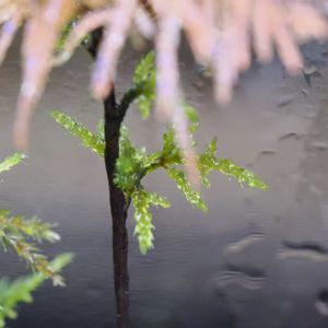 コウヤノマンネングサ,フジノマンネングサ,フロウソウ,観葉植物,テラリウムの画像