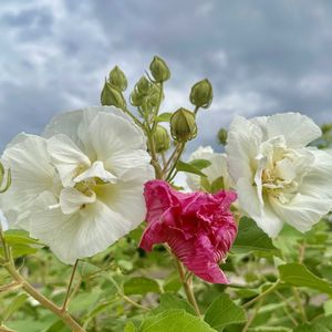 フヨウ,芙蓉,岐阜県,多肉男子,岐阜の画像