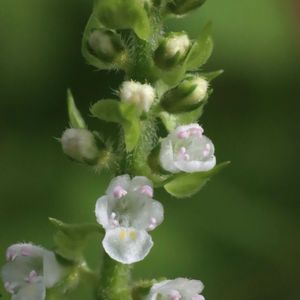 アオジソ,青じその花,プランター栽培,家庭菜園プランター,庭の画像