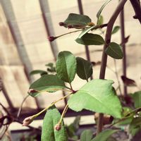 ハナカイドウ,屋上,花のある暮らし,古株さん,家庭菜園奮闘日記の画像