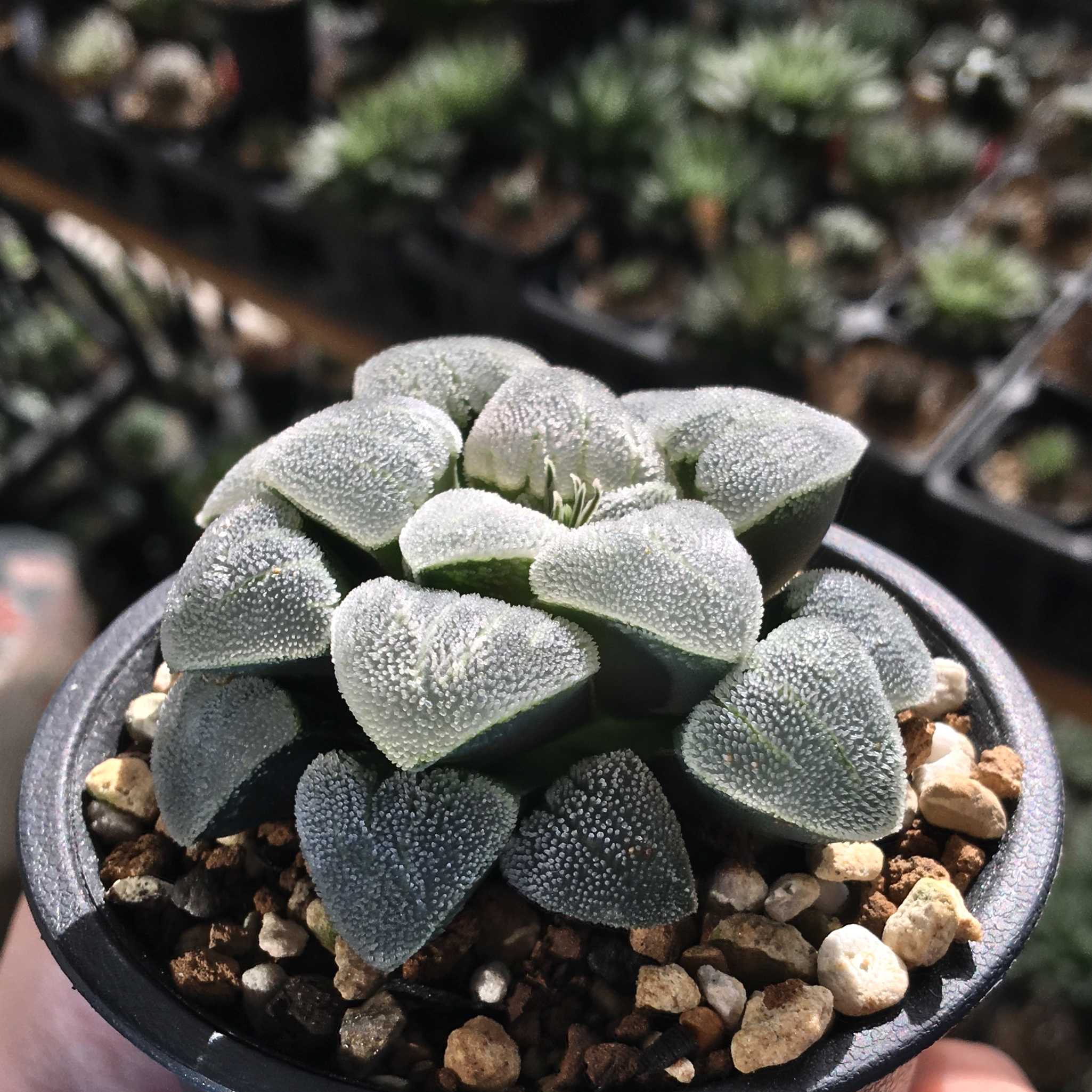 （≧∇≦）多肉植物 ハオルチア 粉雪  Yahoo!オークション -「ハオルチア 粉雪」(観葉植物) の落札相場・落札価格