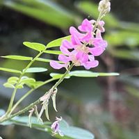 コマツナギ,在来種,山散歩の画像