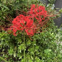 ヒガンバナ,彼岸花　ひがんばな,彼岸花（ひがんばな）,花のある暮らし,平和を願う☆の画像