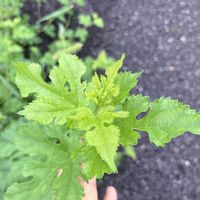 クワ,桑葉,食べれる野草,桑は目の強い味方の画像