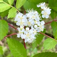 ナナカマド,ナナカマドの若い果実,ナナカマドの果実,ナナカマドの冬芽,ナナカマドの芽吹きの画像