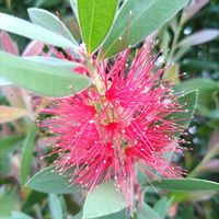 ブラシの木,赤い花,地植え,花のある暮らし,私の癒しの画像