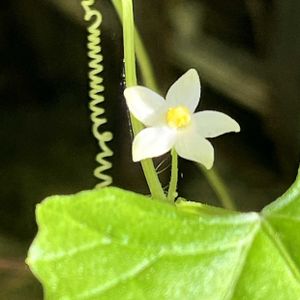 雀瓜,雀瓜,雄花.,雄花.,雌花.の画像