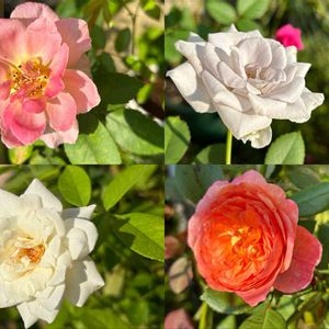 バラ 鉢植え,バラ・ミニバラ,ばら バラ 薔薇の画像