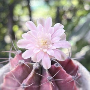 サボテン,牡丹玉,多肉植物,観葉植物,リメ鉢の画像