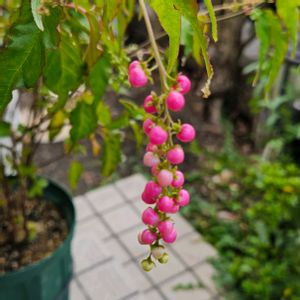 ジュズサンゴ,鉢植え,プランター,ガーデニング初心者,園芸初心者の画像