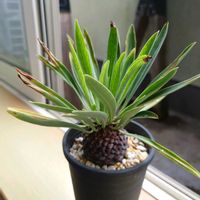 ユーフォルビア 鉄甲丸,鉄甲丸,多肉植物,塊根植物,コーデックスの画像