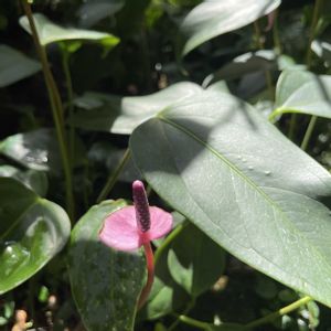 植物園,散歩,温室,ガーデン,牧野植物園の画像