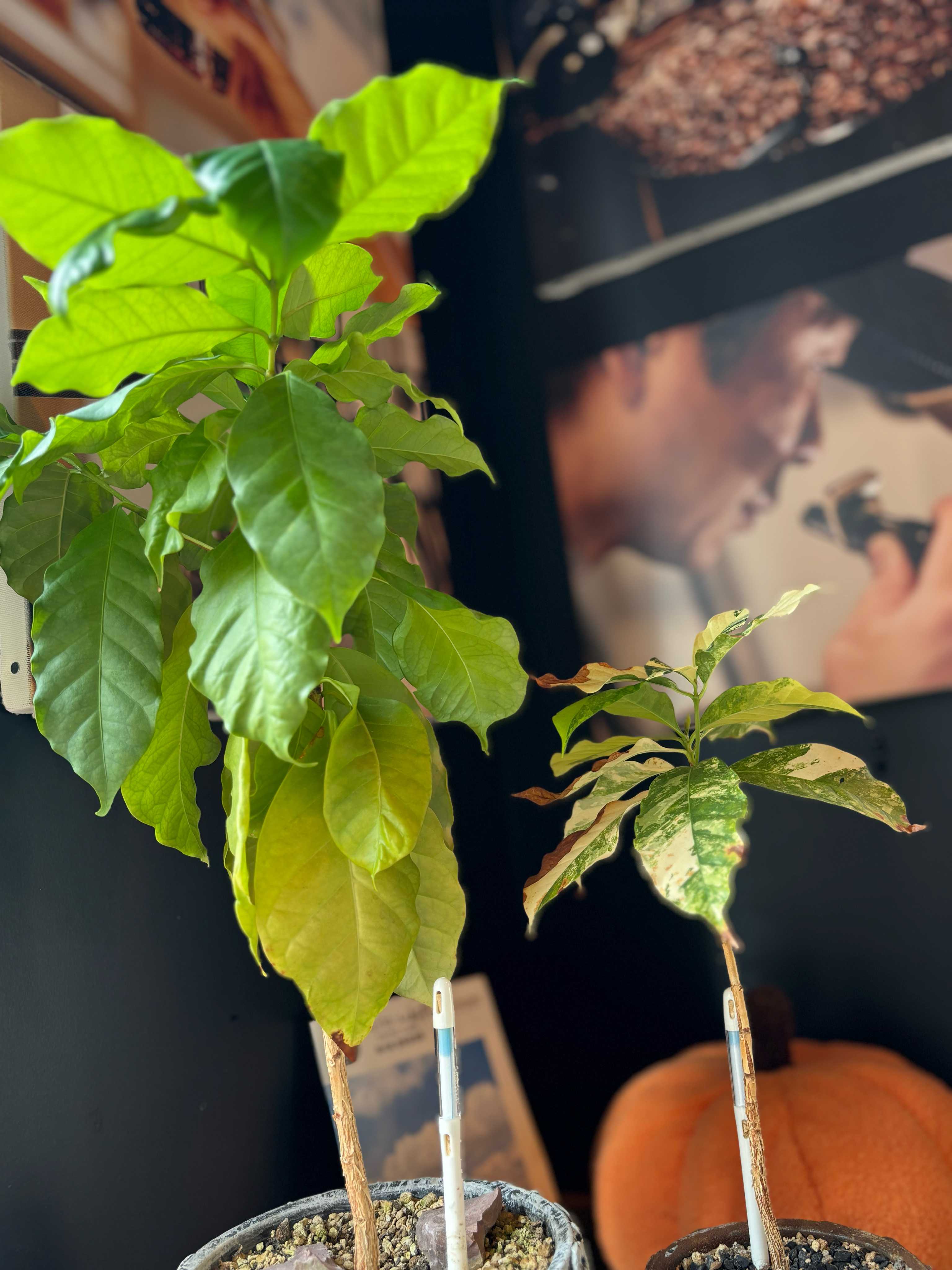 斑入りコーヒーの木の一覧｜🍀GreenSnap（グリーンスナップ）