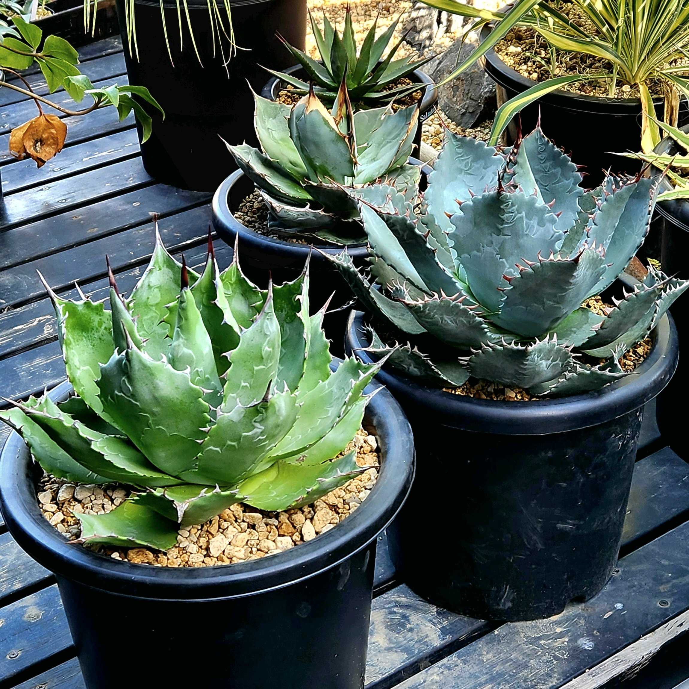 アガベアプラナータ青メリコ大株王妃吉祥天パリー