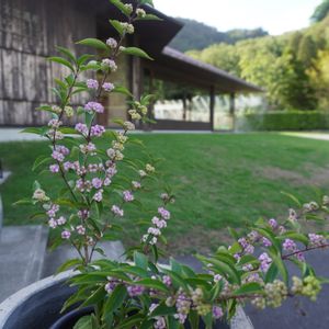 ムラサキシキブ,桜島,日本庭園,落葉低木,小花の画像