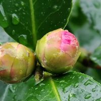 サザンカ,山野草,ちっちゃいものクラブ,野の花山の花の画像