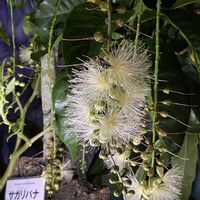 サガリバナ,ブルグマンシア(エンジェルストランペット),京都府立植物園,観覧温室,ありがとう♡の画像