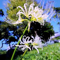 曼珠沙華,復興を祈ります,半分そら,ありがとう♡︎⸜( ´ ꒳ ` )⸝♡︎,send cheers♪の画像