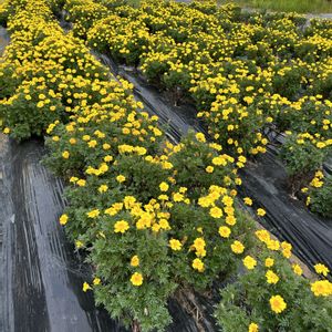 マリーゴールド,花が好き,無農薬❤家庭菜園,野菜が好きの画像