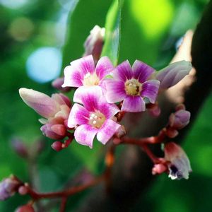 スターフルーツ,ゴレンシ,スターフルーツの花,温室,ピンクの花の画像