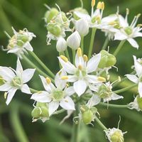 ラズベリー,ニラの花,彼岸花　ひがんばな,頑張れ❗️日本,畑の画像