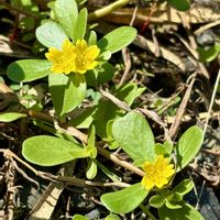 スベリヒユ,山野草,野草の画像