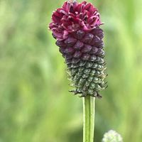 ワレモコウ,山野草,バラ科,里山,今日のお花の画像