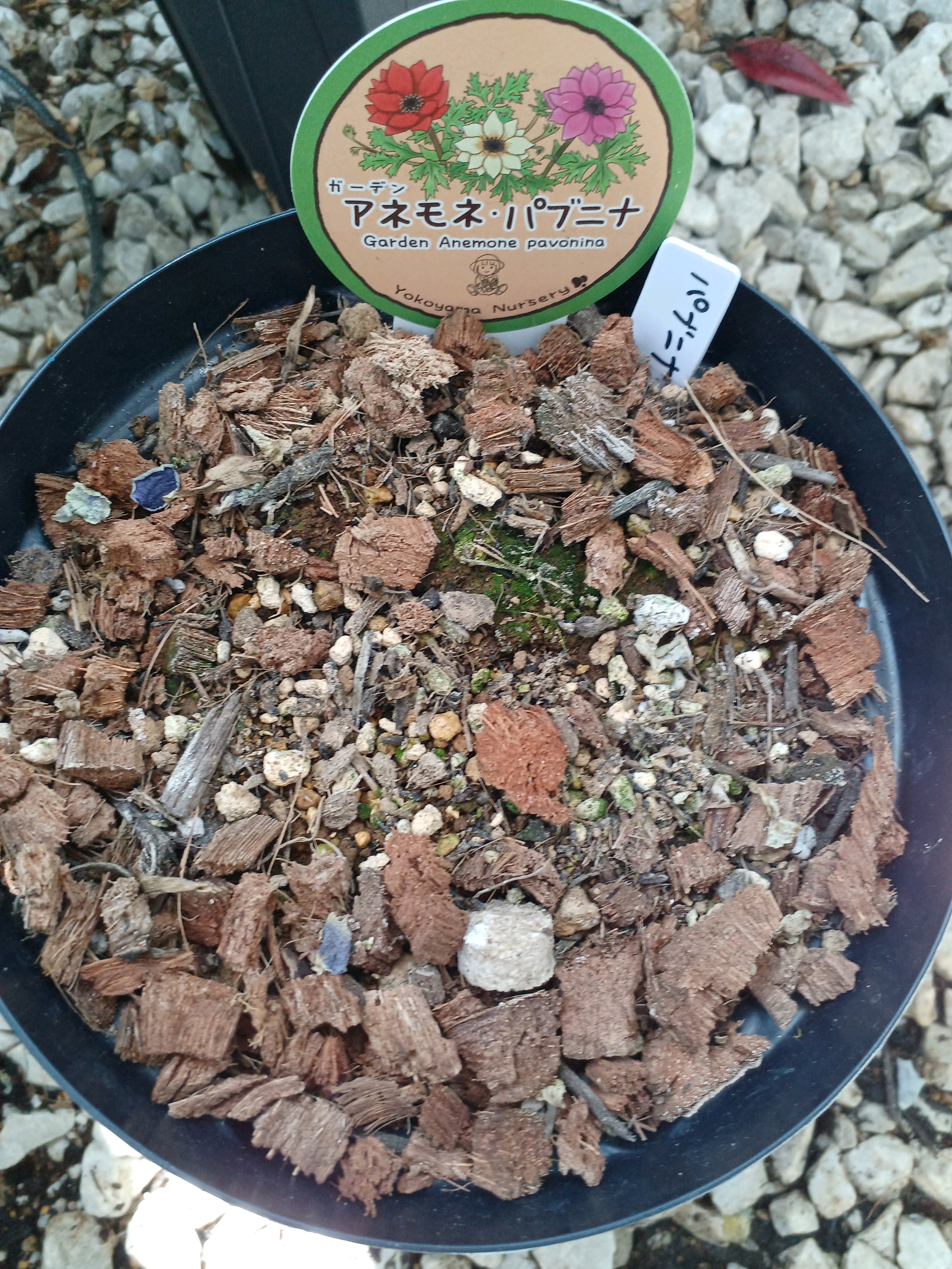 アネモネ・パブニナ 夏越し～2024｜🍀GreenSnap（グリーンスナップ）