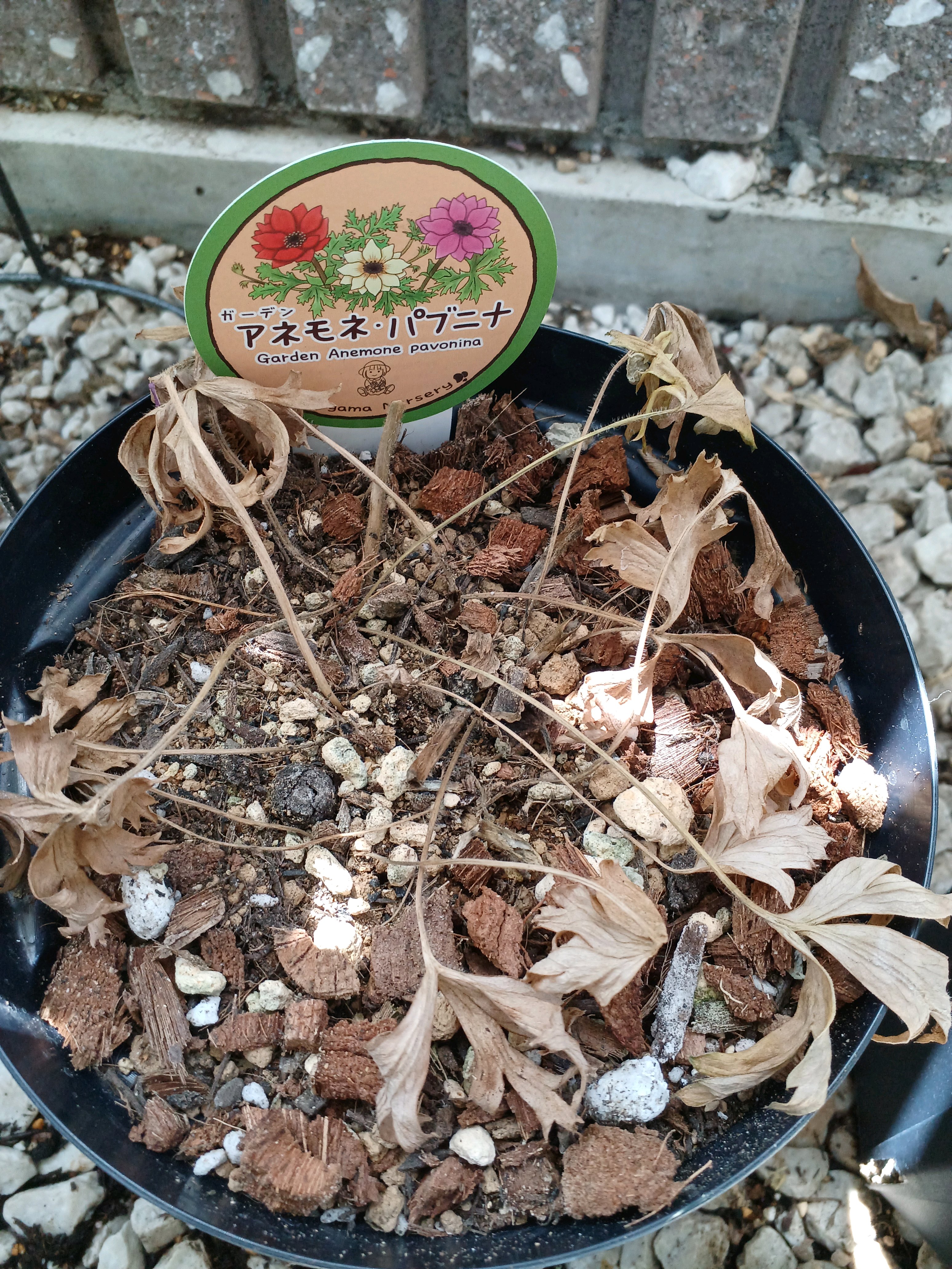 アネモネ・パブニナ 夏越し～2024｜🍀GreenSnap（グリーンスナップ）