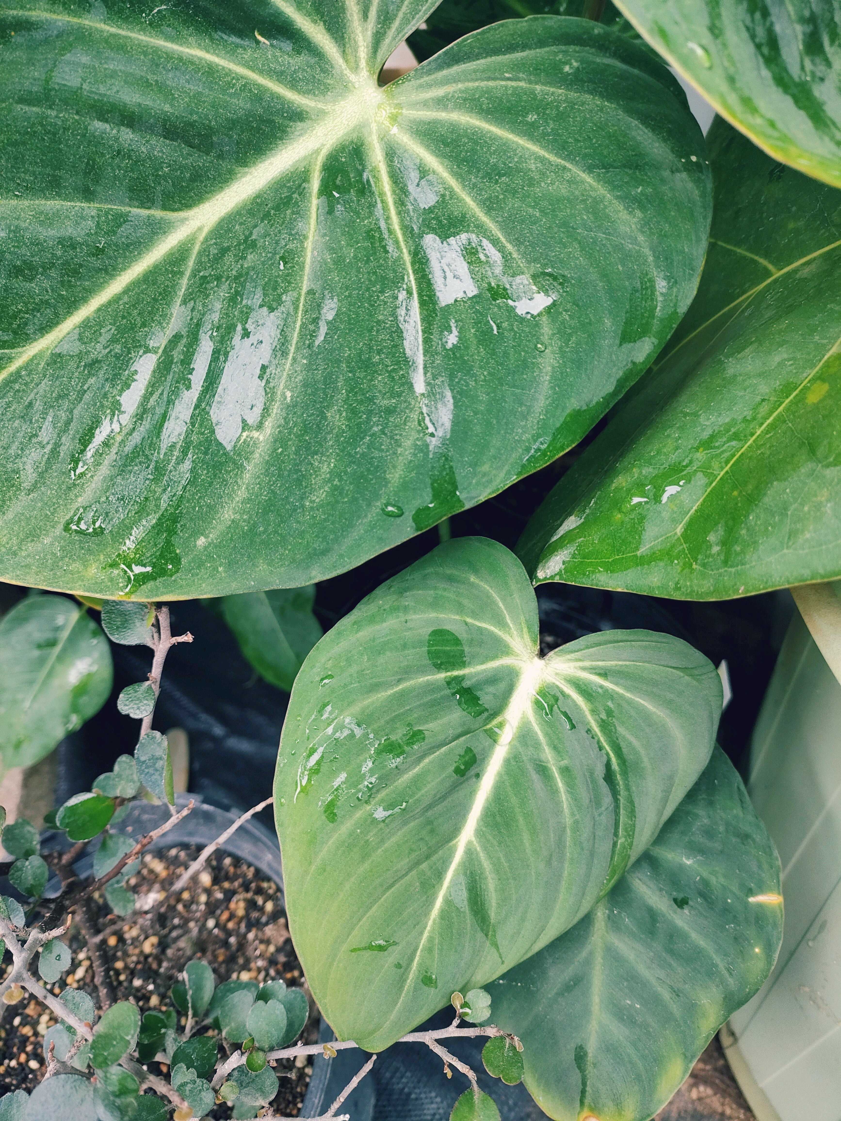 フィロデンドロン グロリオーサムの一覧|🍀GreenSnap(グリーン フィロデンドロン グロリオーサムの一覧|🍀GreenSnap(グリーン