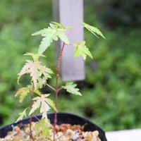 ミント,モミジ,多肉植物,多肉初心者,多肉男子の画像