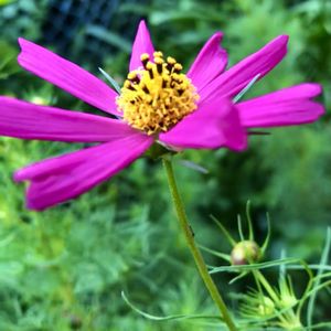 コスモス,我が家の花壇,優しい気持ち♡,100いいねアリガト❤️,ありがとうの気持ちを込めての画像