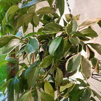 ホヤ・カルノーサ,観葉植物,ホヤ,リメイク,植物のある暮らしの画像