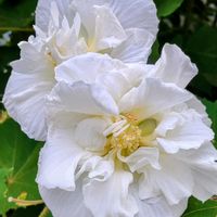 スイフヨウ,柿の木,酔芙蓉(スイフヨウ),酔芙蓉（すいふよう）,スイフヨウ（酔芙蓉）の画像