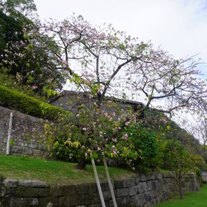 ウメ,マツ,梅の花,松の木,桜島の画像