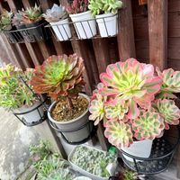 Aeonium 'Kiwi',sweet  tea,siena,Aeonium  'Pink  Witch',river stoneの画像